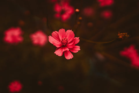 5 health benefits of Hibiscus